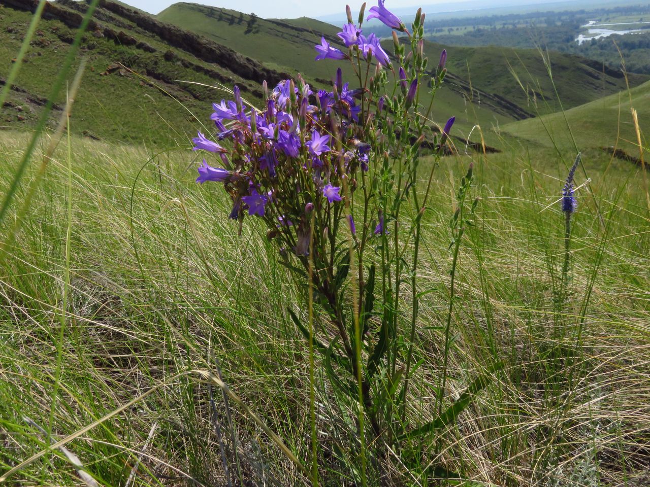 Image of Campanula sibirica specimen.