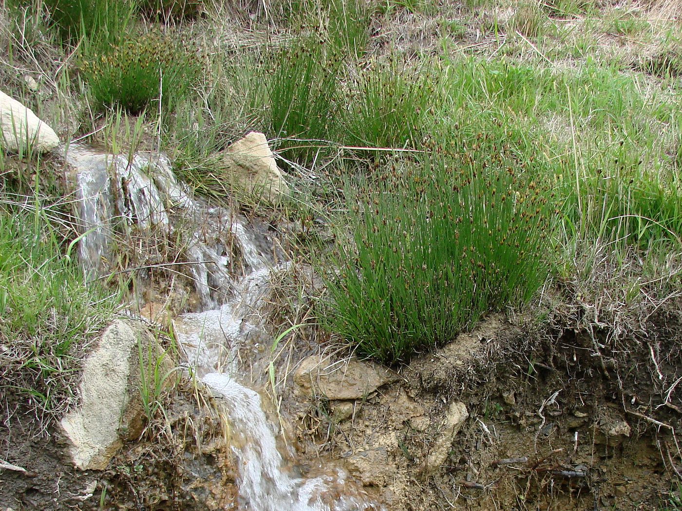 Image of Schoenus nigricans specimen.