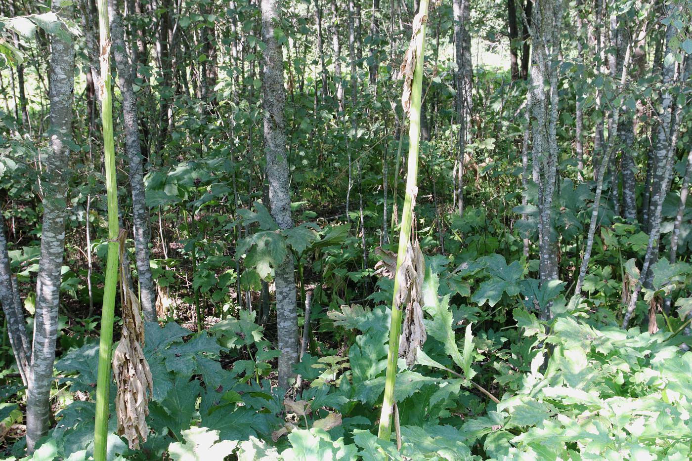 Image of Heracleum sosnowskyi specimen.