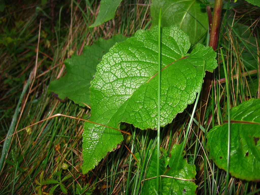 Image of Verbascum nigrum specimen.