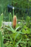 Lilium pensylvanicum