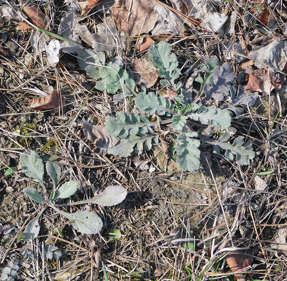 Изображение особи Scabiosa bipinnata.