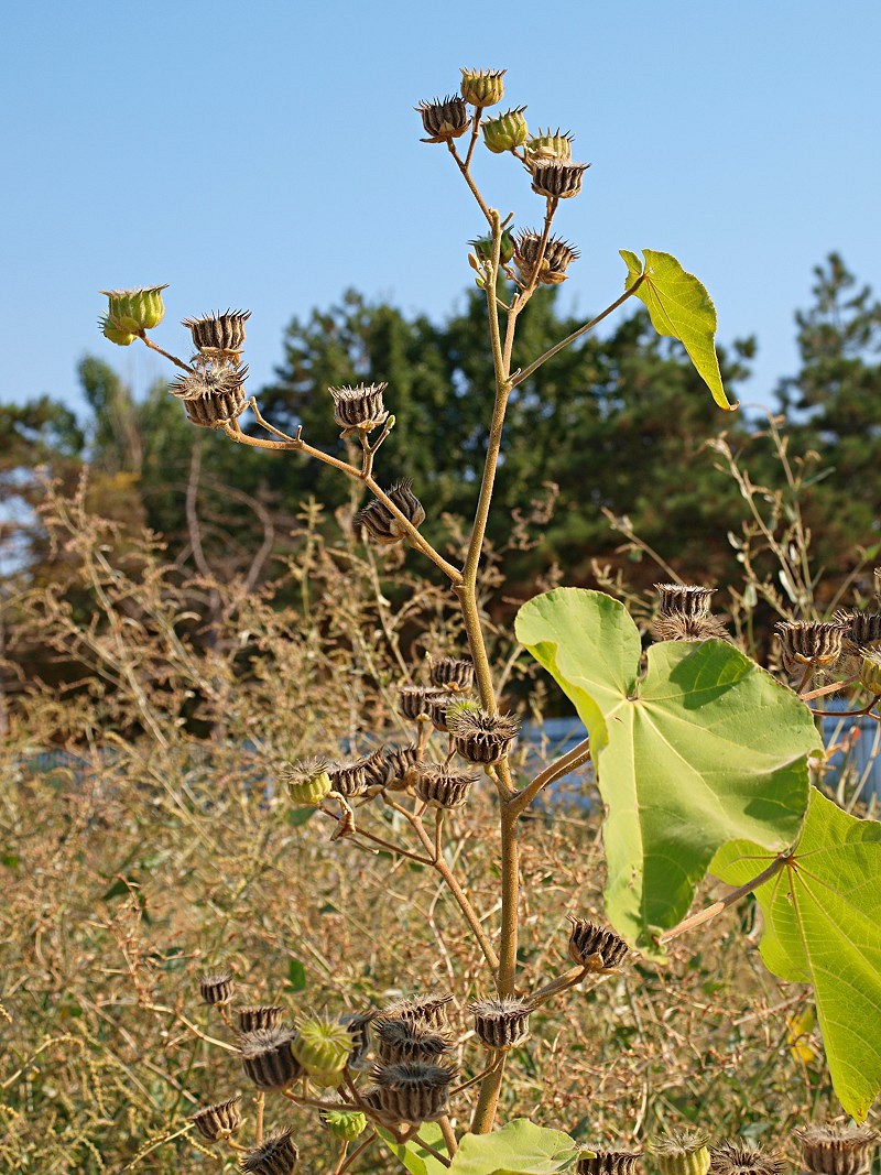 Image of Abutilon theophrasti specimen.
