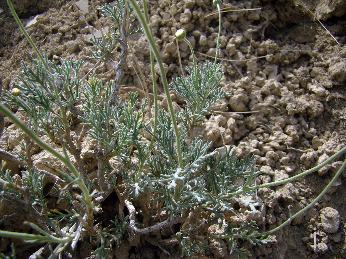 Image of Richteria sussamyrensis specimen.