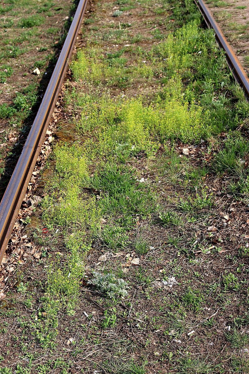 Image of Draba nemorosa specimen.