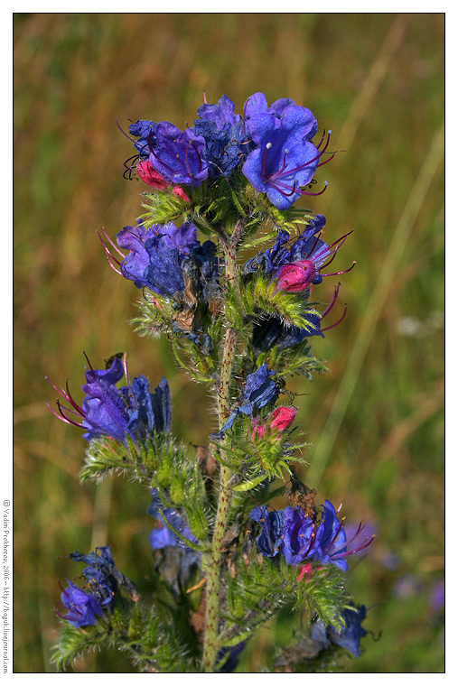 Изображение особи Echium vulgare.