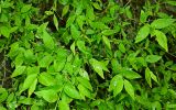Euonymus verrucosus