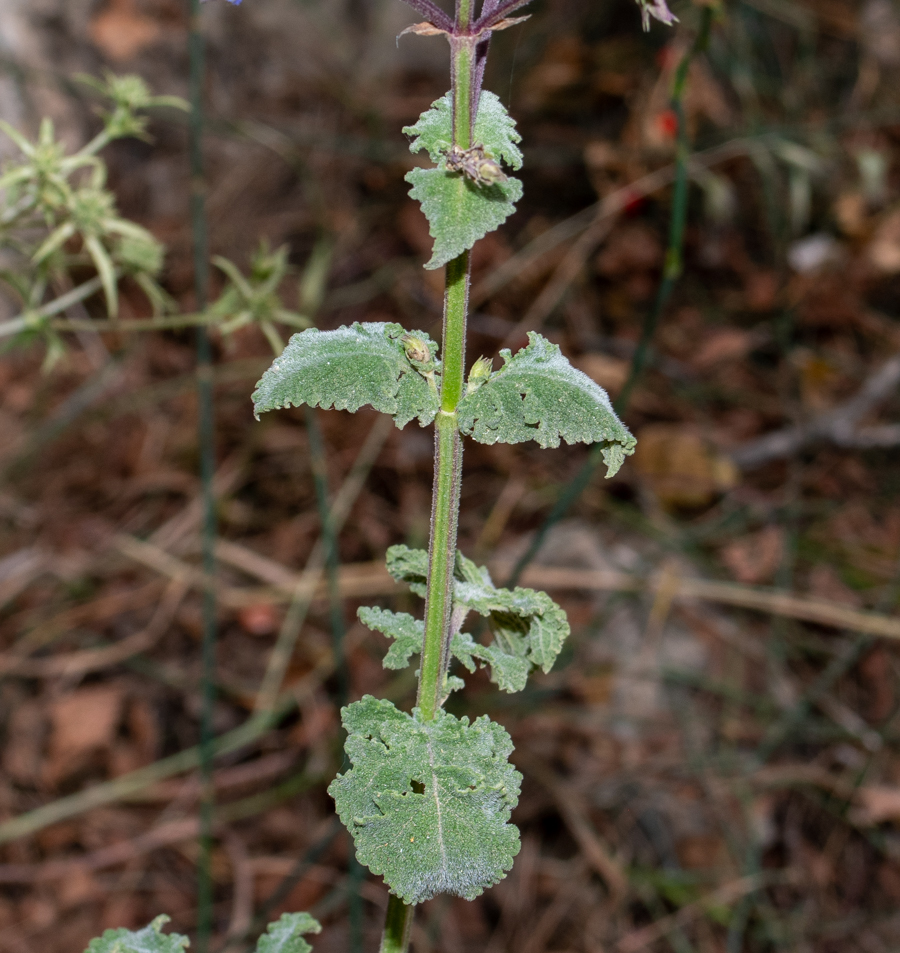 Image of Salvia judaica specimen.