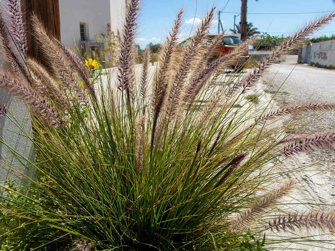 Изображение особи Pennisetum setaceum.