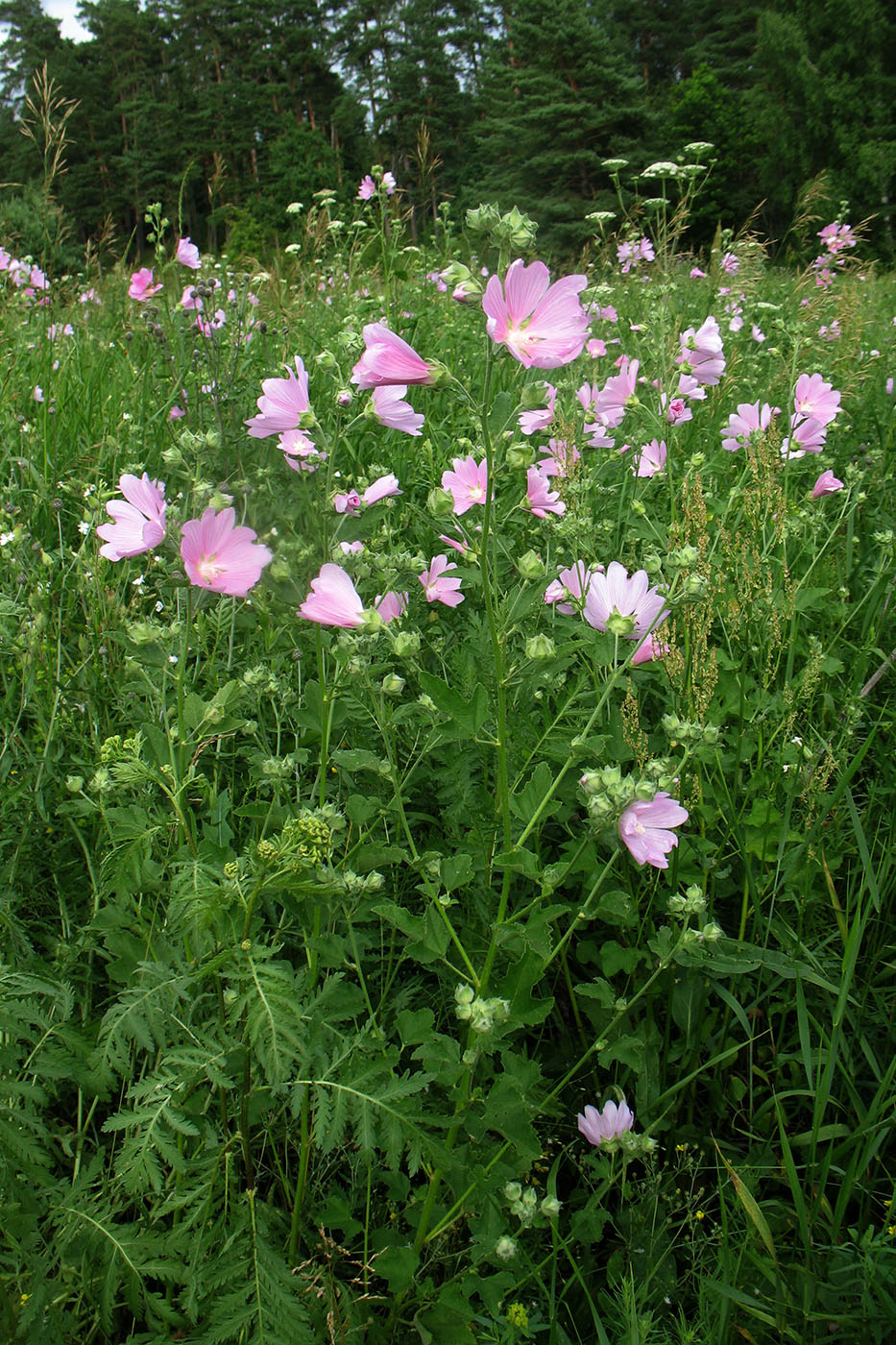 Image of Malva thuringiaca specimen.