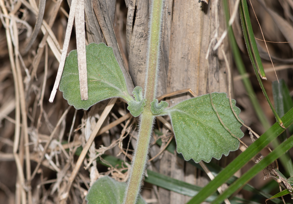 Image of Coleus australis specimen.
