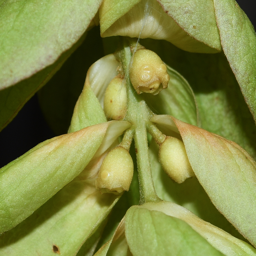 Изображение особи Gmelina philippensis.