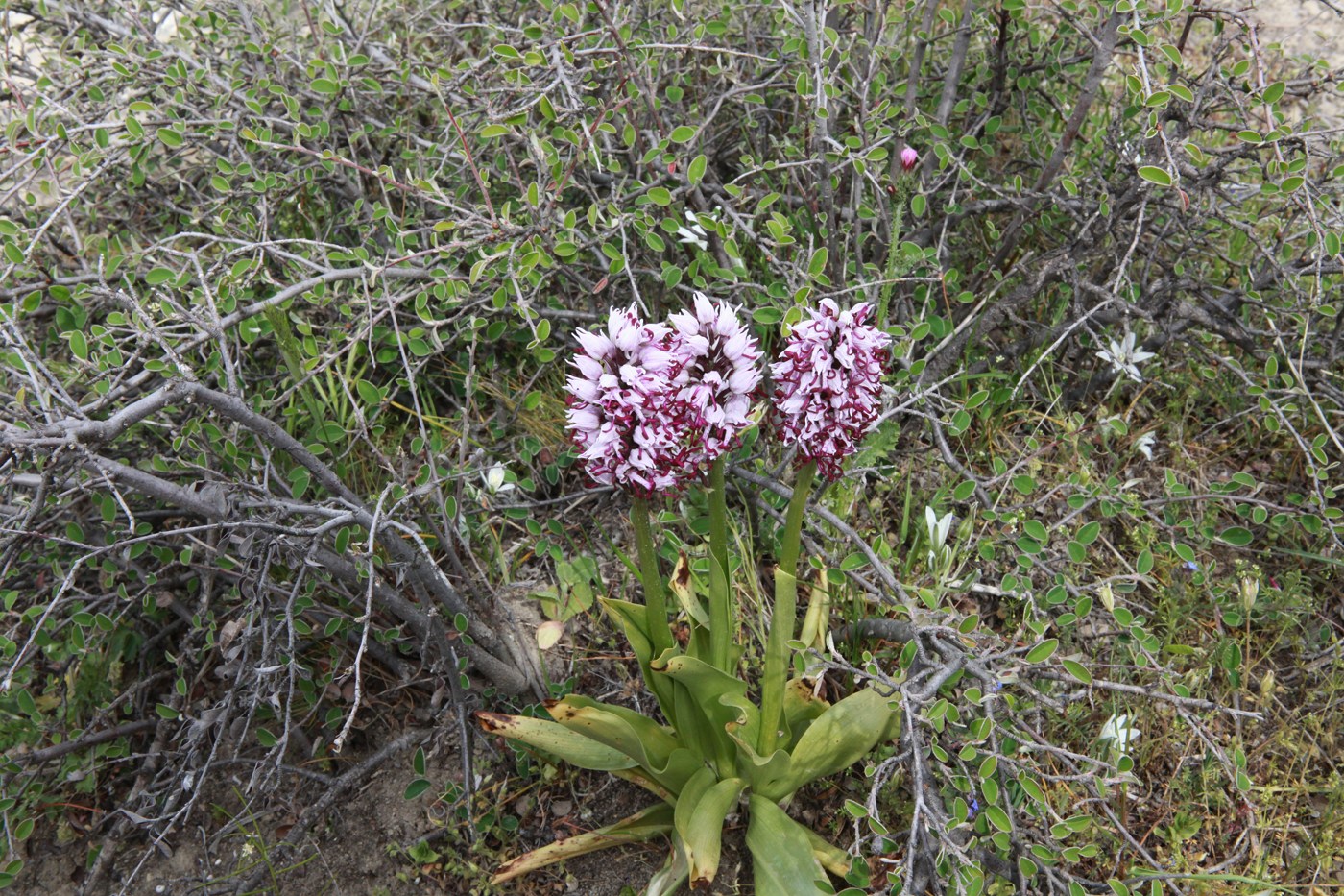 Image of Orchis simia specimen.