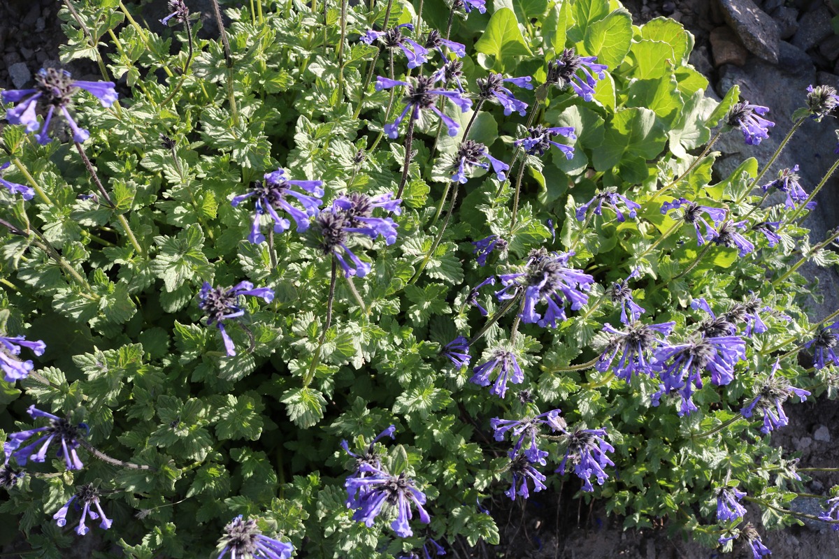 Image of familia Lamiaceae specimen.