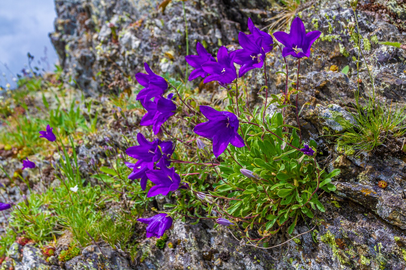 Изображение особи Campanula saxifraga.