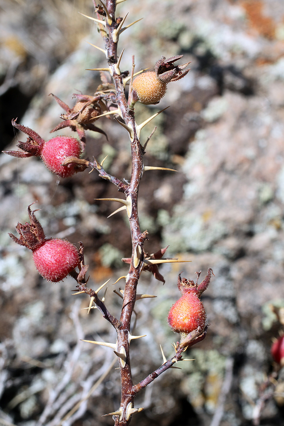 Image of Rosa nanothamnus specimen.