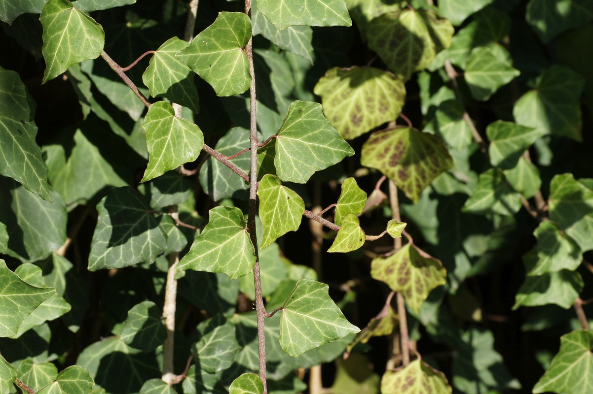 Image of Hedera helix specimen.