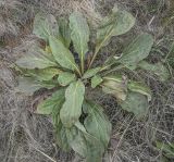 Cynoglossum officinale. Вегетирующее растение. Республика Удмуртия, Каракулинский р-н, Ныргындинское сельское поселение, дер. Зуевы Ключи, суходольный луг. 08.10.2021.