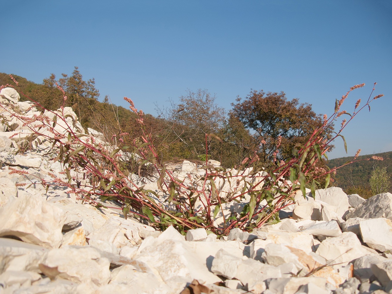 Image of Persicaria maculosa specimen.