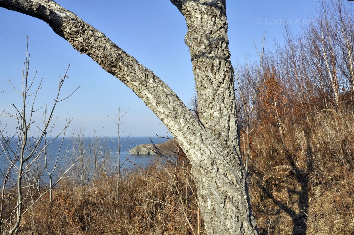 Image of Phellodendron amurense specimen.