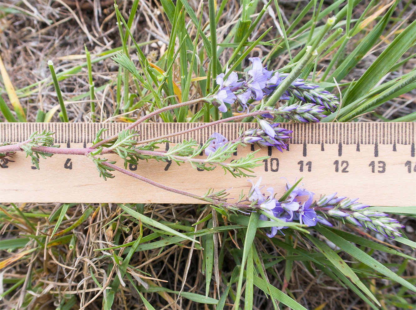 Image of Veronica capsellicarpa specimen.