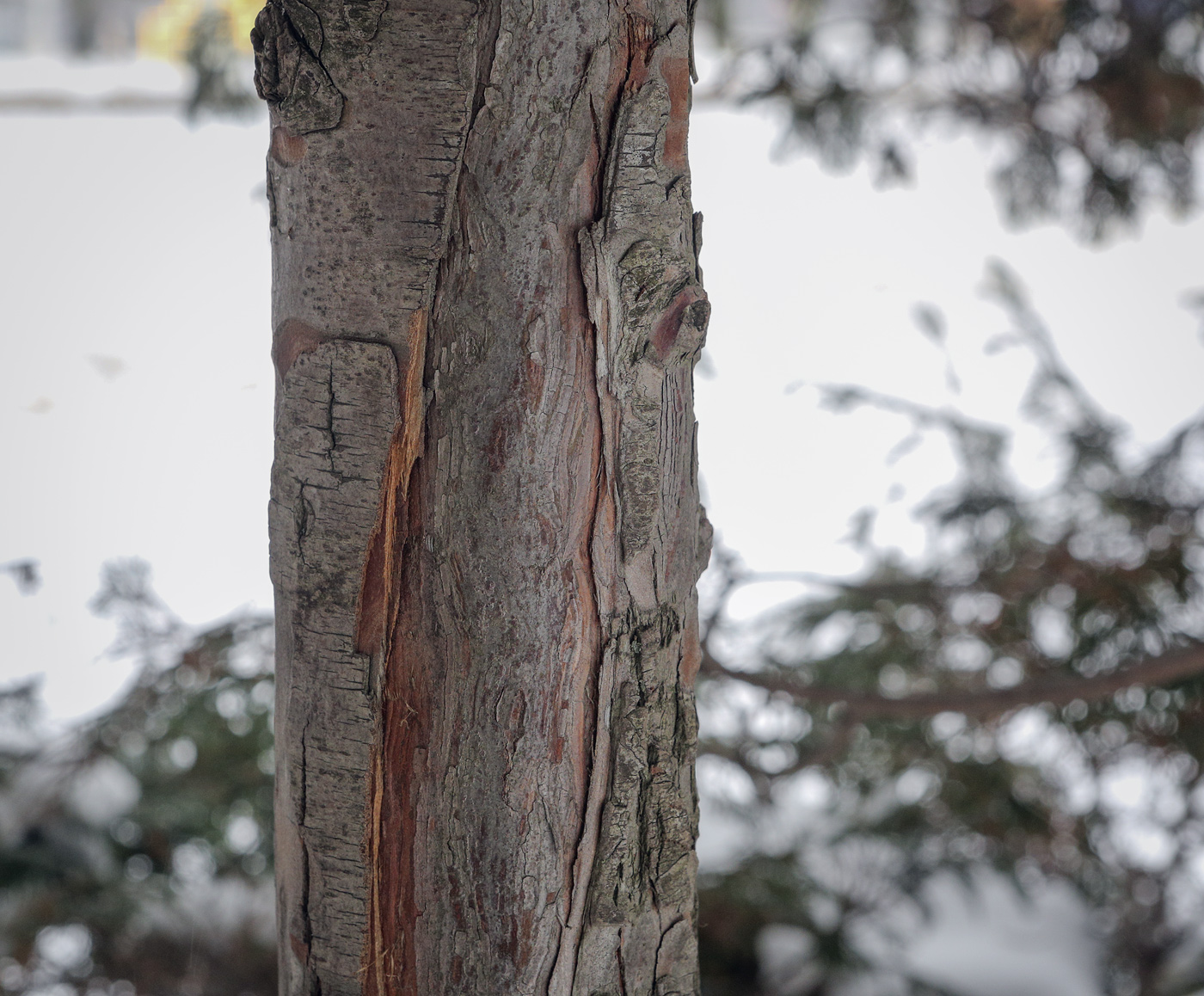 Image of Chamaecyparis lawsoniana specimen.