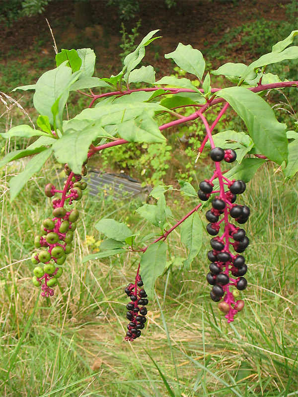 Изображение особи Phytolacca americana.