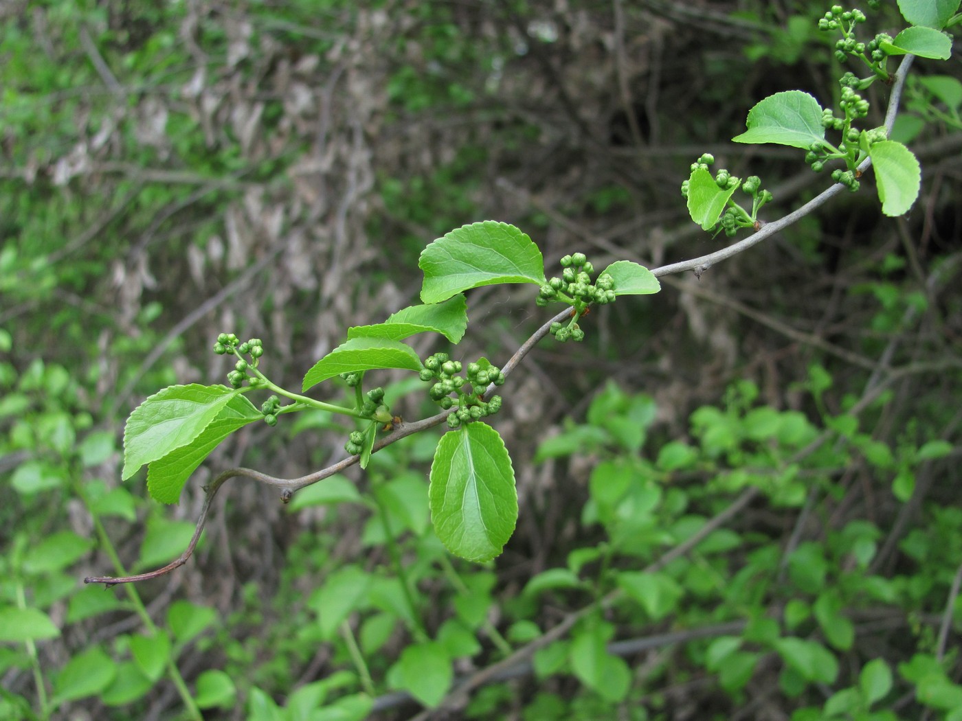 Изображение особи Celastrus orbiculata.