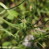 Scabiosa ochroleuca. Соцветие с бутонами. Республика Алтай, Онгудайский р-н, правый борт долины р. Чуя, окр. водопада Ширлак, травянистый склон. 1 августа 2020 г.