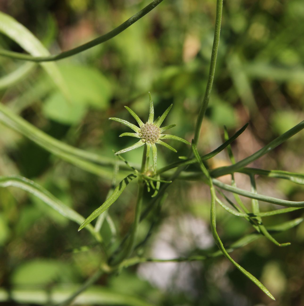 Image of Scabiosa ochroleuca specimen.