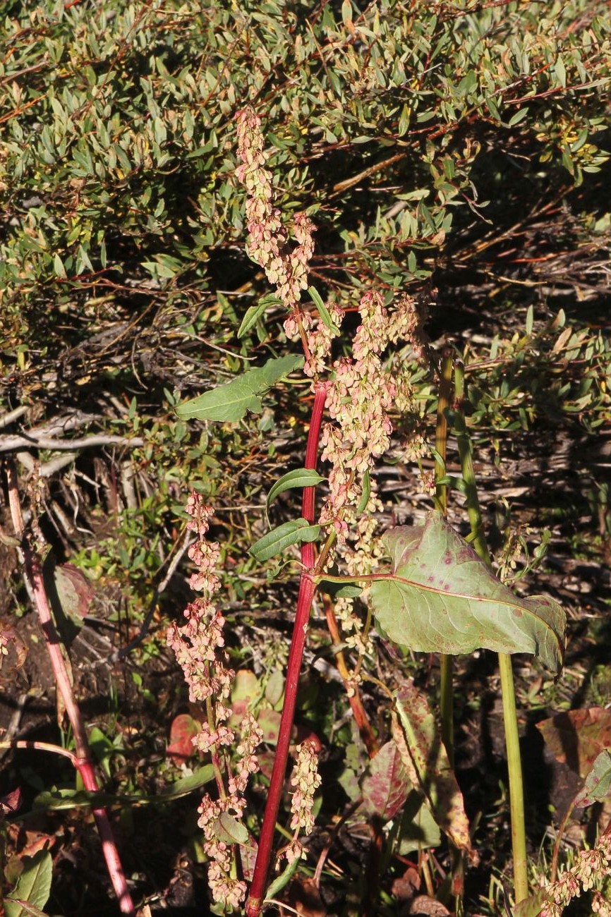 Image of Rumex aquaticus specimen.