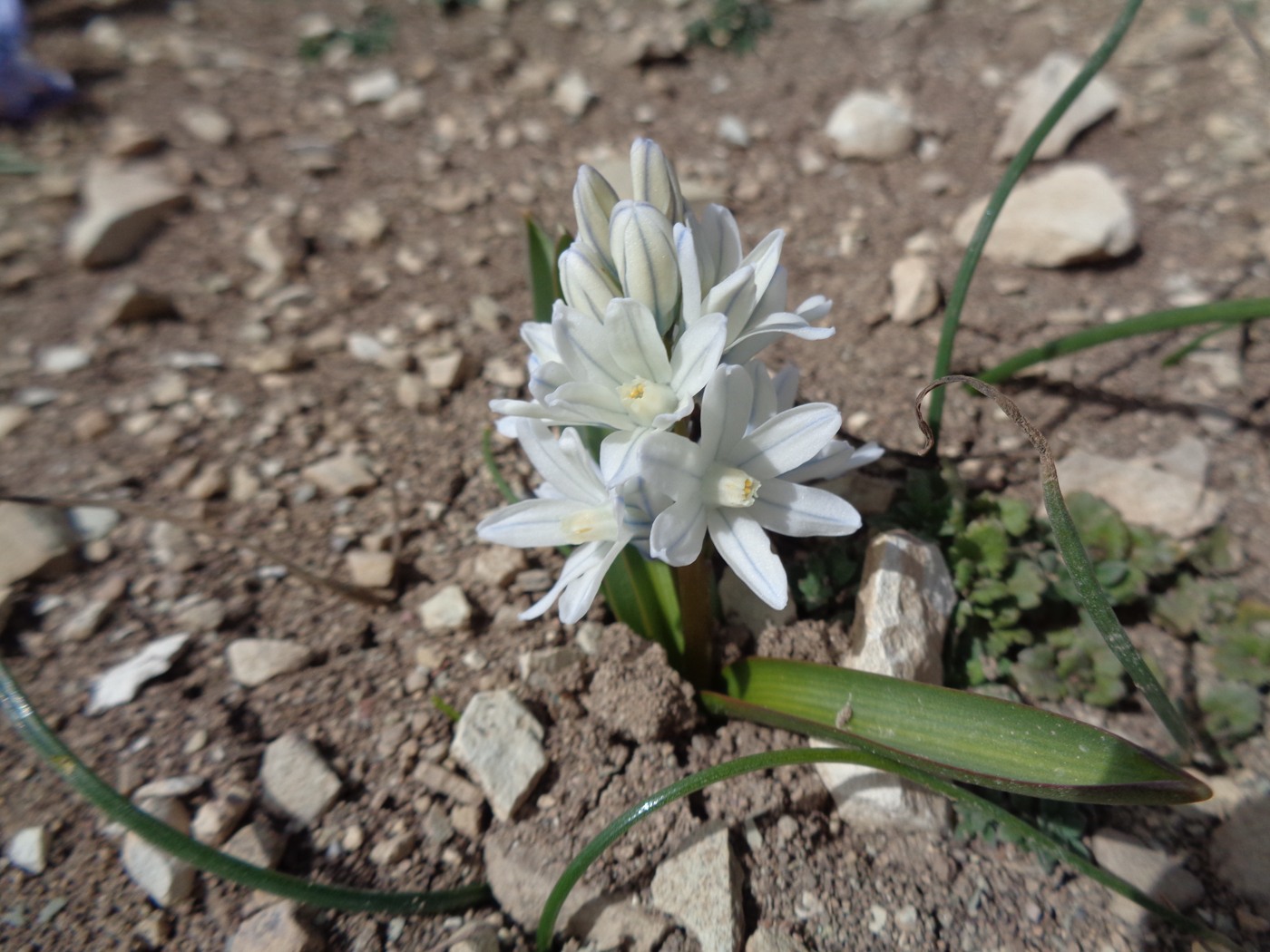 Image of Puschkinia scilloides specimen.