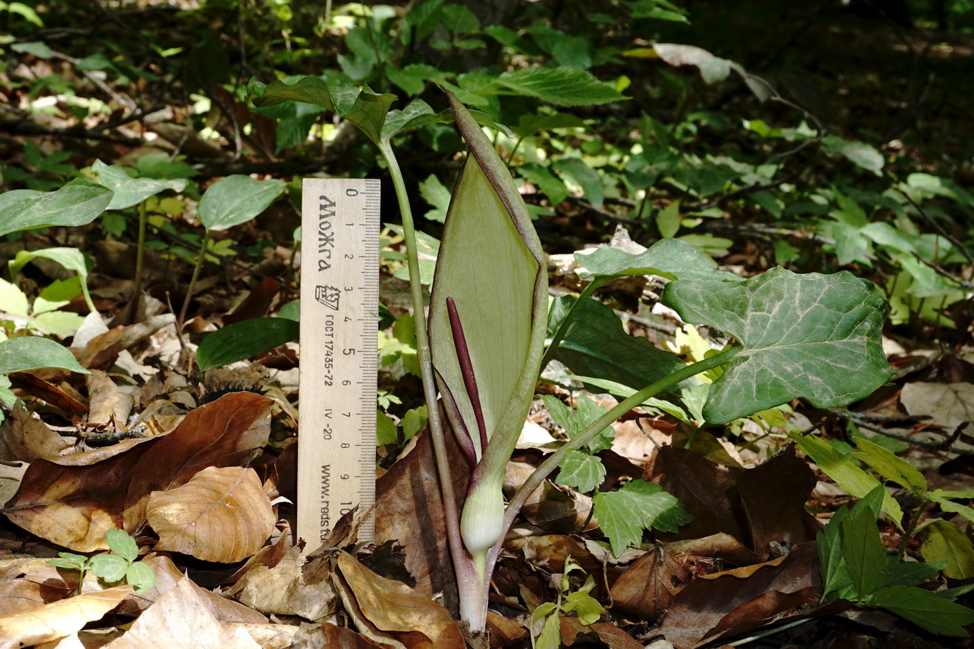 Image of Arum amoenum specimen.