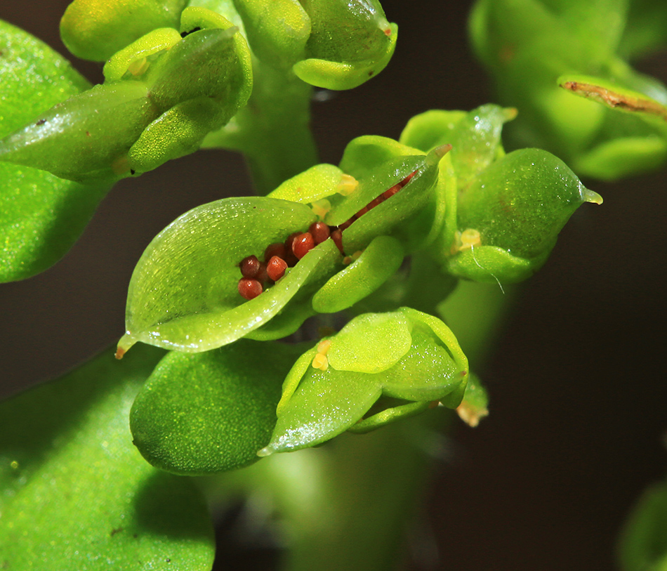 Image of Chrysosplenium pseudofauriei specimen.