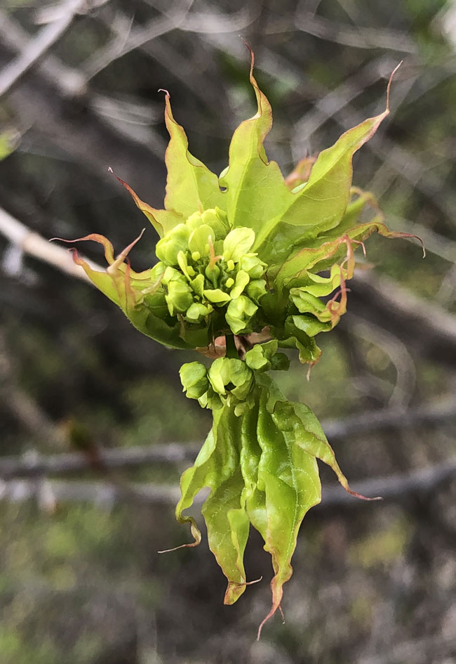 Image of Acer mono specimen.