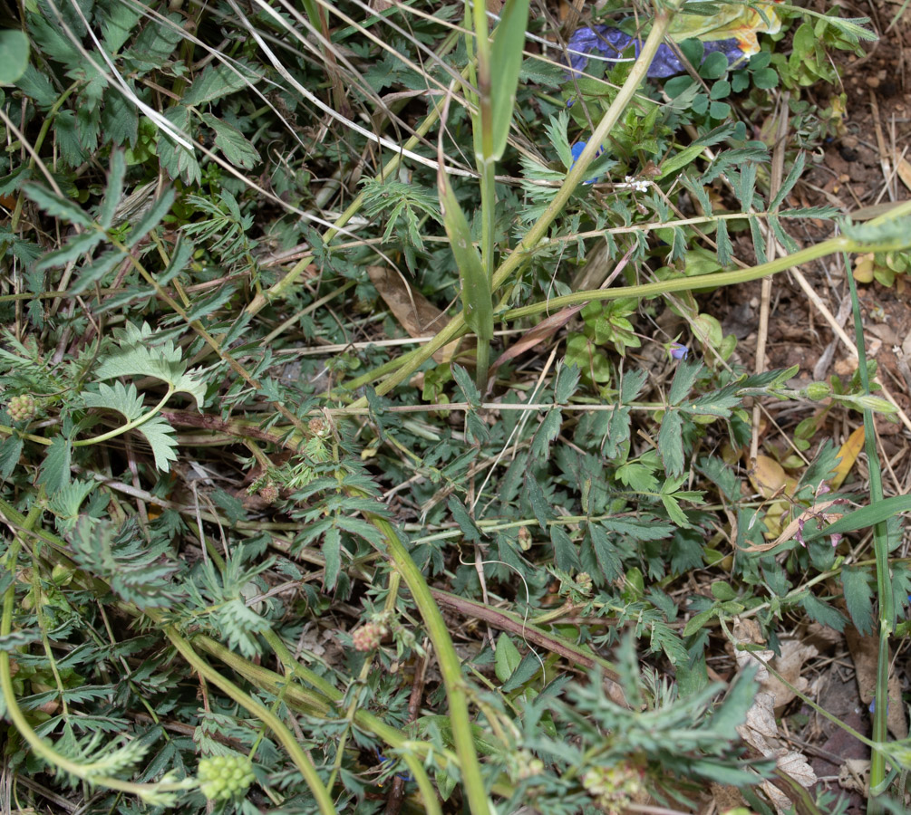 Изображение особи Poterium sanguisorba.