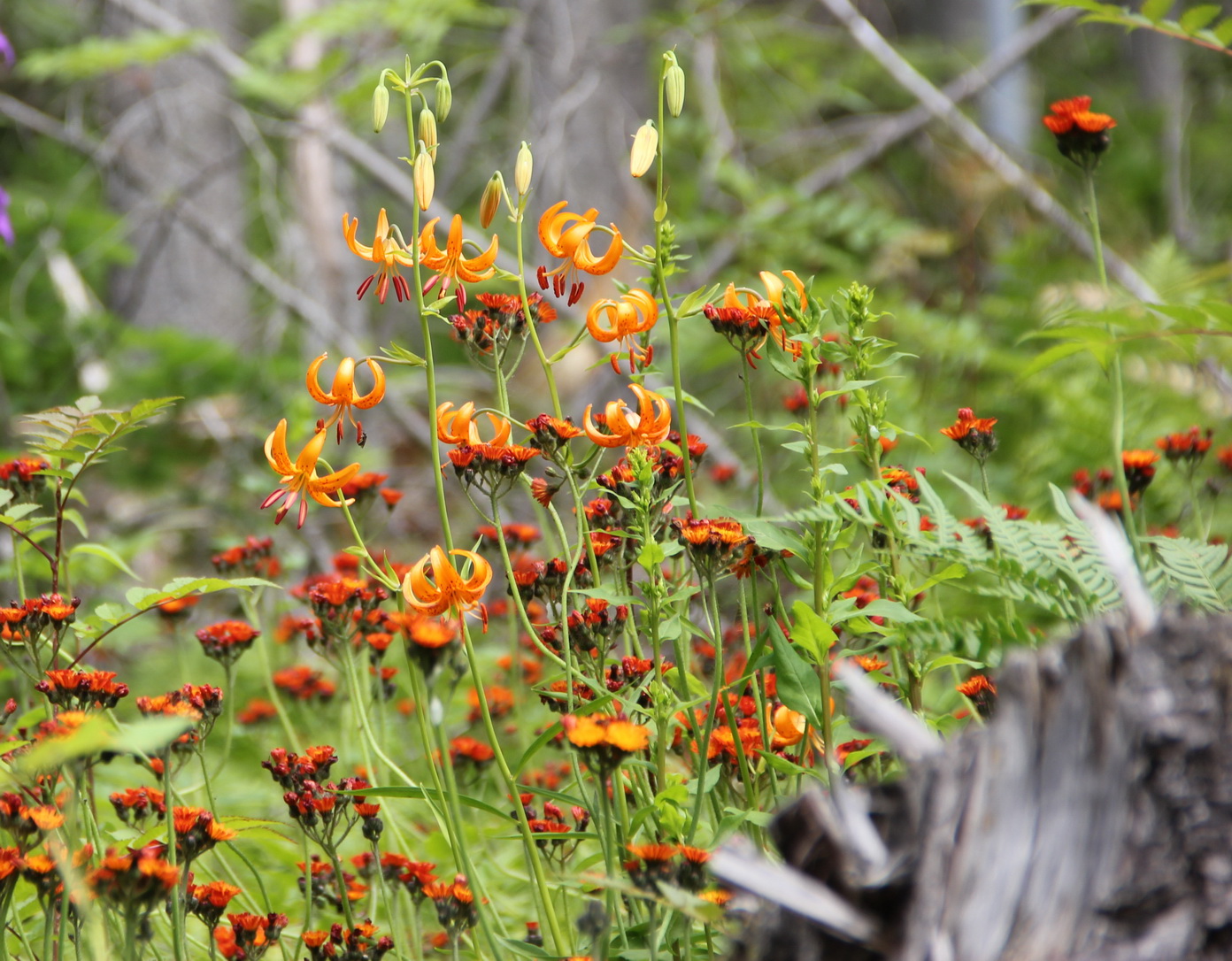 Image of Lilium debile specimen.