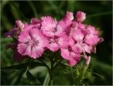 Dianthus barbatus