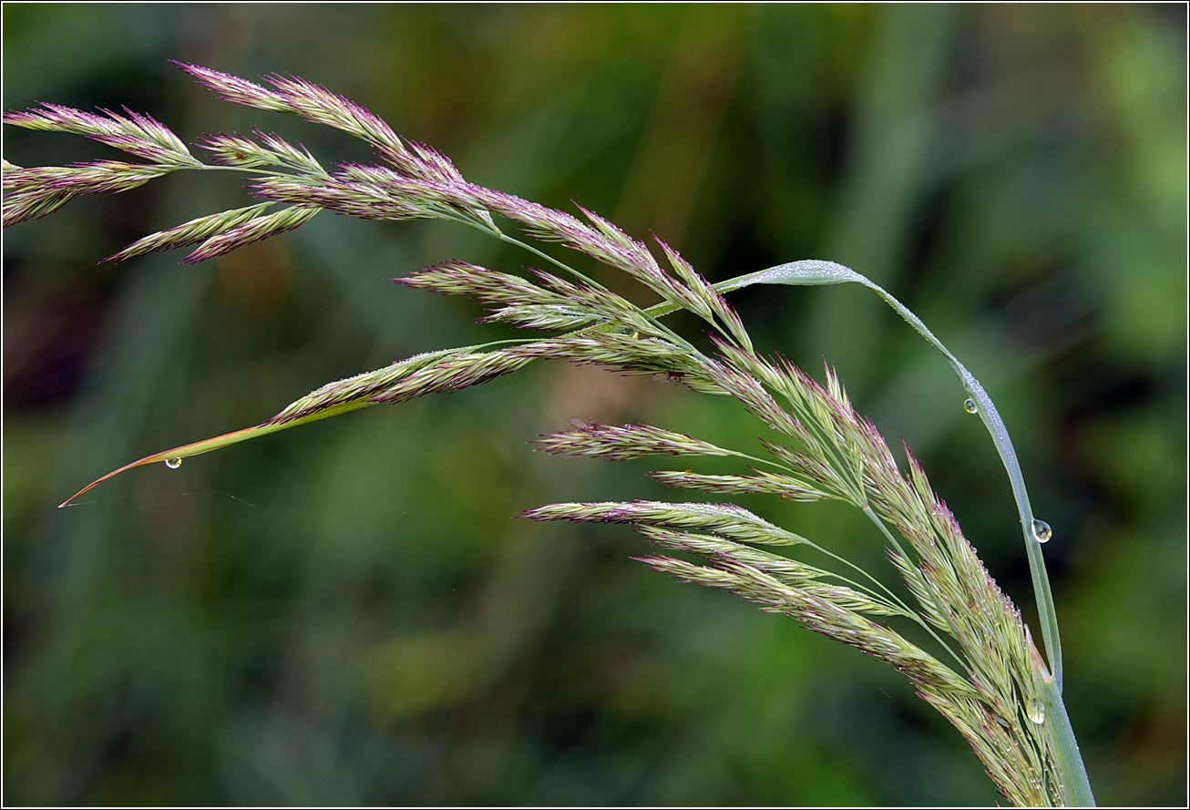 Image of Calamagrostis epigeios specimen.