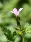 Geranium robertianum. Цветок и бутон. Марий Эл, г. Йошкар-Ола, Центральный парк, небольшая полянка в лесистой части. 29.07.2022.