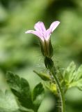 Geranium robertianum. Цветок и бутон. Марий Эл, г. Йошкар-Ола, Центральный парк, небольшая полянка в лесистой части. 29.07.2022.