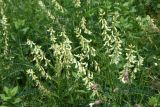 Astragalus galegiformis. Верхушки цветущих растений. Республика Ингушетия, Джейрахский р-н, окр. башен Пялинг; выс. 1540 м н.у.м., луг. 20 июня 2022 г.