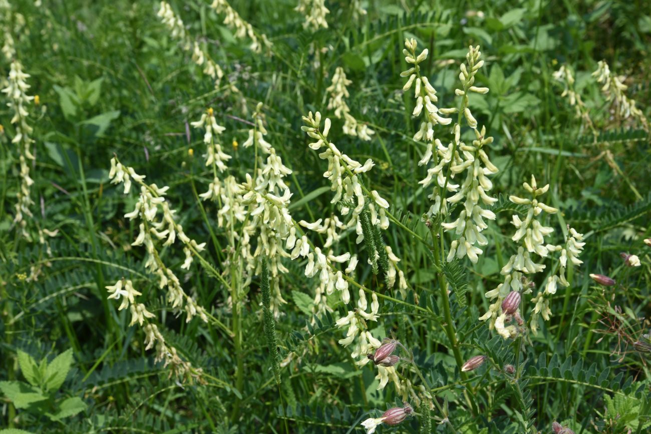 Изображение особи Astragalus galegiformis.