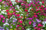 Catharanthus roseus