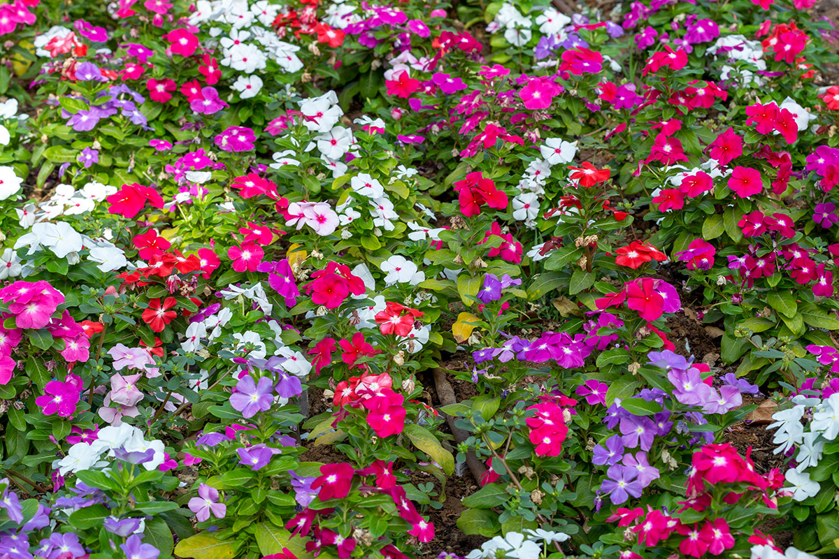 Изображение особи Catharanthus roseus.