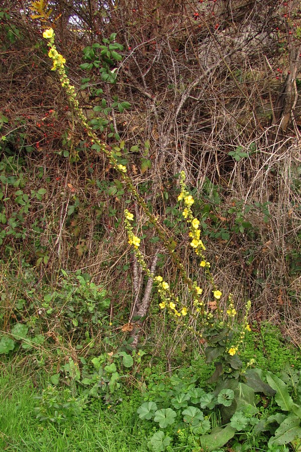 Изображение особи Verbascum phlomoides.