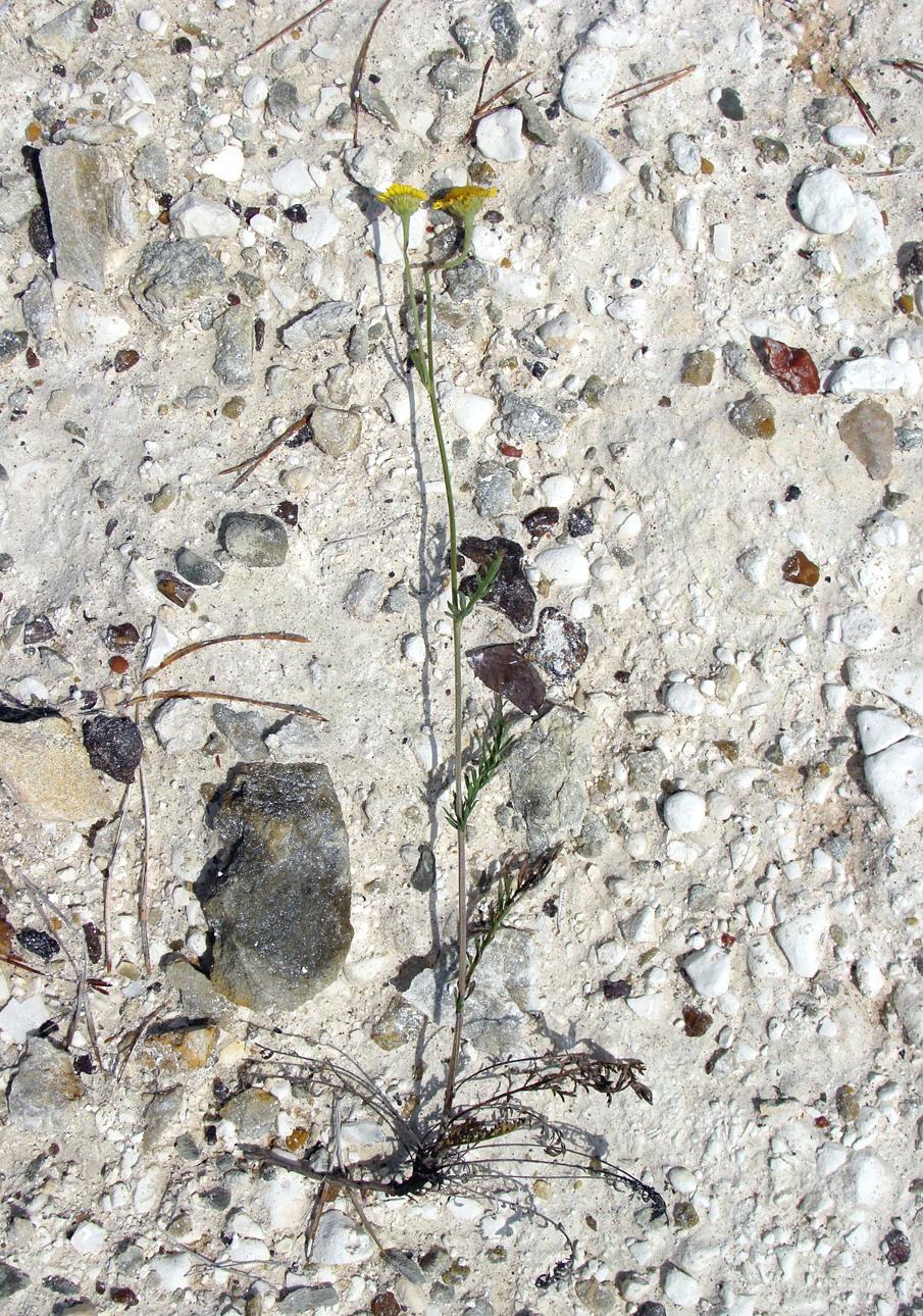 Image of genus Tanacetum specimen.