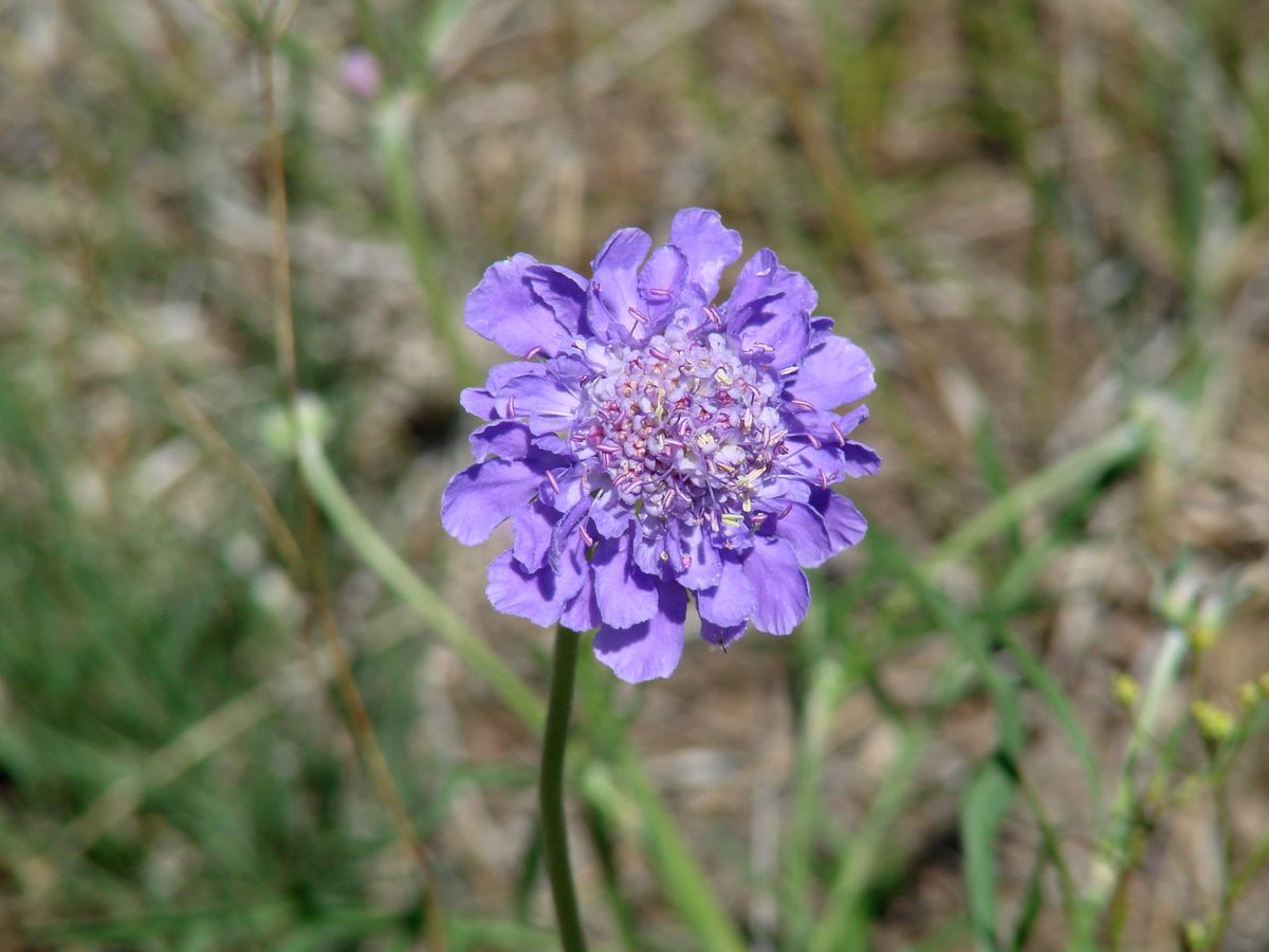 Изображение особи Scabiosa comosa.