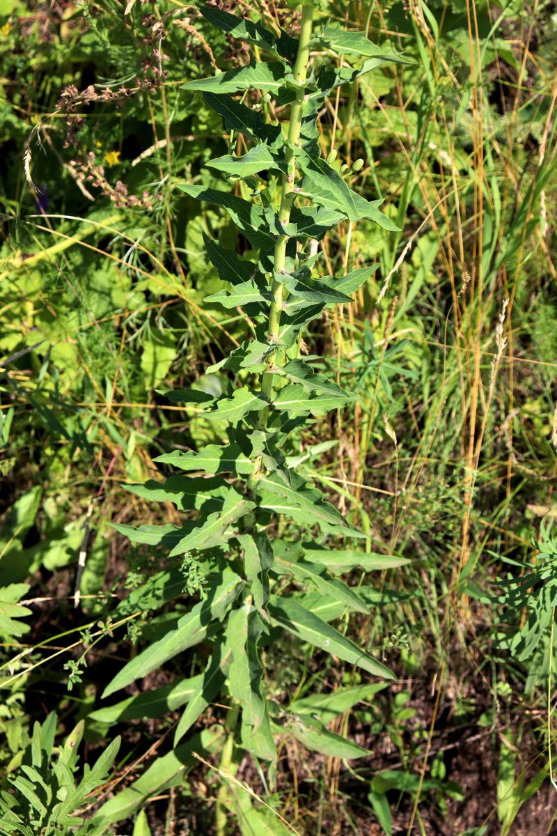 Image of Hieracium virosum specimen.