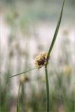 Bolboschoenus maritimus